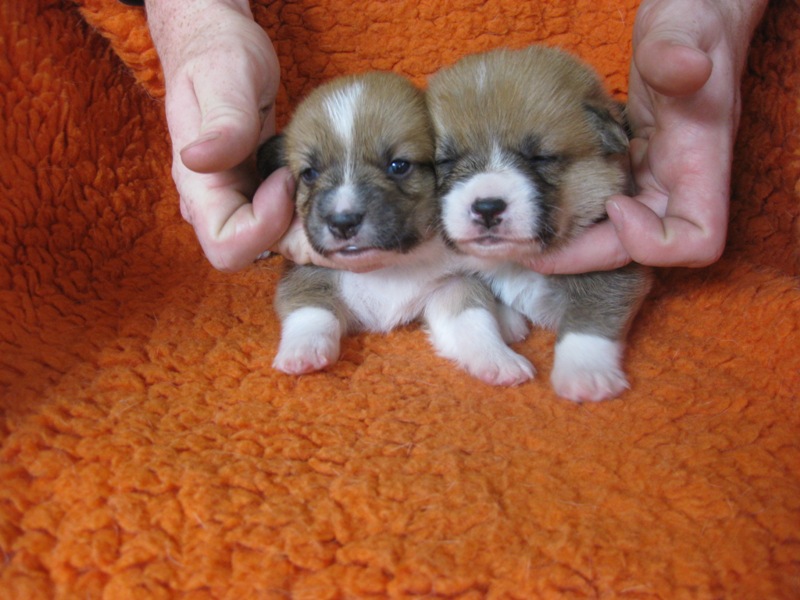 Puppies